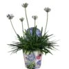 Agapanthus, In 17cm-pot -Exporteren Tuin Helper Winkel agapanthus in 17cm pot 1000x1000 6247101b623b5 l