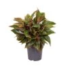 Aglaonema Jungle Red, In 19cm-pot -Exporteren Tuin Helper Winkel aglaonema jungle red in 19cm pot 1000x1000 63bd2dbc4b126 l