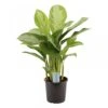 Aglaonema Silver Bay, In 17cm-pot 2 Aglaonema Silver Bay, In 17cm-pot -Exporteren Tuin Helper Winkel aglaonema silver bay in 17cm pot 1610309946 l