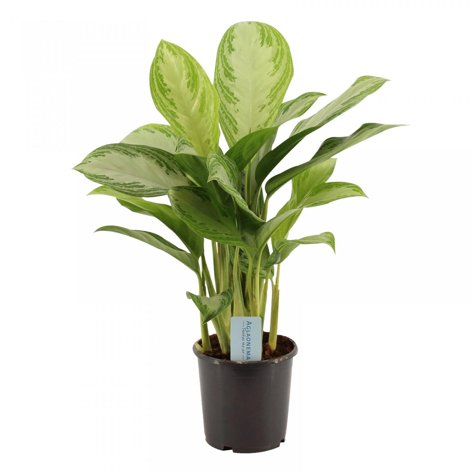 Aglaonema Silver Bay, In 17cm-pot 3 Aglaonema Silver Bay, In 17cm-pot