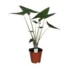 Alocasia Zebrina, In 19cm-pot -Exporteren Tuin Helper Winkel alocasia zebrina in 19cm pot 1000x1000 63a46d40e012f l