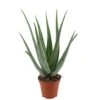 Aloë Vera, In 19cm-pot -Exporteren Tuin Helper Winkel aloe vera in 19cm pot 1610310000 l