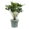 Anthurium Arrow, In 30cm-pot -Exporteren Tuin Helper Winkel anthurium arrow in 30cm pot 600x425 61fce46f39876 l