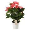 Anthurium Pink Champion, In 17cm-pot -Exporteren Tuin Helper Winkel anthurium pink champion in 17cm pot 1610310010 l