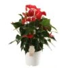 Anthurium Red Champion, In 17cm-pot -Exporteren Tuin Helper Winkel anthurium red champion in 17cm pot 1610310005 l