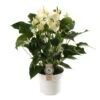 Anthurium White Champion, In 17cm-pot -Exporteren Tuin Helper Winkel anthurium white champion in 17cm pot 1610310007 l