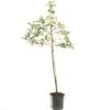 Appelboom (Malus Dom. Golden Delicious Leivorm), In Pot -Exporteren Tuin Helper Winkel appel malus dom golden delicious leivorm 1500x1500 623c765b5c70c l