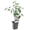 Appelboom (Malus Dom. Jonagold Patio), In Pot -Exporteren Tuin Helper Winkel appel malus dom jonagold patio 1272x1272 623c76e329b03 l