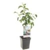 Appelboom (Malus Dom. Rode Boskoop Patio), In Pot -Exporteren Tuin Helper Winkel appel malus dom rode boskoop patio 1322x1322 623c76e3e7462 l