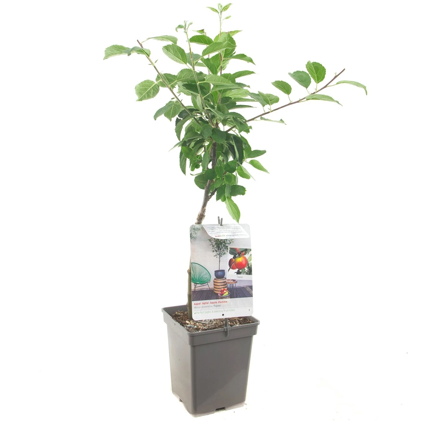 Appelboom (Malus Dom. Topaz Patio), In Pot 3 Appelboom (Malus Dom. Topaz Patio), In Pot