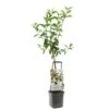 Appelboom Wonder Tree Delcorf -Exporteren Tuin Helper Winkel appelboom wonder tree delcorf 1500x1500 624ecdbba8642 l