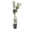 Appelboom Wonder Tree Elstar 2 Appelboom Wonder Tree Elstar -Exporteren Tuin Helper Winkel appelboom wonder tree elstar 1500x1500 624ecd213249e l