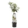 Appelboom Wonder Tree Santana -Exporteren Tuin Helper Winkel appelboom wonder tree santana 1500x1500 624ece981098b l