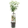 Appelboom Wonder Tree Topaz -Exporteren Tuin Helper Winkel appelboom wonder tree topaz 1500x1500 624ed209e86d2 l
