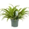 Asplenium Osaka, In 30cm-pot -Exporteren Tuin Helper Winkel asplenium osaka in 30cm pot 600x400 61fce46f86c8b l