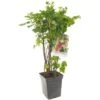 Bessenstruik Kwartet (Ribes Quatro-bes - Draagbeugel), In Pot -Exporteren Tuin Helper Winkel bessen ribes quatro bes draagbeugel 1378x1378 623c768fd00a0 l
