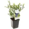 Blauwe Bessenstruik (Vaccinium Corymbosum Hortblue Petit), In Pot -Exporteren Tuin Helper Winkel blauwe bes vaccinium corymbosum hortblue petit 1096x1096 623c76960e07a l