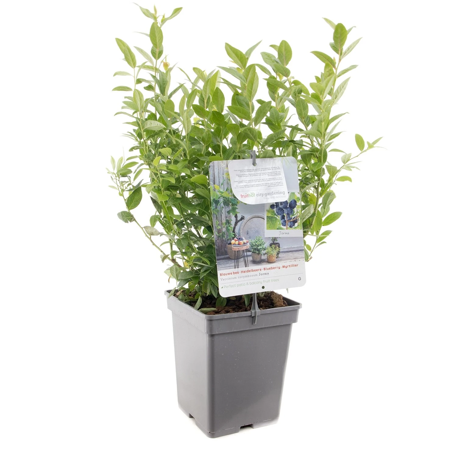 Blauwe Bessenstruik (Vaccinium Corymbosum Jorma), In Pot 3 Blauwe Bessenstruik (Vaccinium Corymbosum Jorma), In Pot