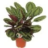 Calathea 'Medallion', In 27cm-pot -Exporteren Tuin Helper Winkel calathea medallion in 27cm pot 1613463980 l