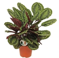 Calathea 'Medallion', In 27cm-pot