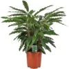 Calathea 'Miroscha', In 27cm-pot -Exporteren Tuin Helper Winkel calathea miroscha in 27cm pot 1610309982 l