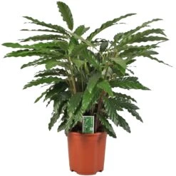 Calathea 'Miroscha', In 27cm-pot