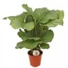 Calathea 'Orbifolia', In 19cm-pot 2 Calathea 'Orbifolia', In 19cm-pot -Exporteren Tuin Helper Winkel calathea orbifolia in 19cm pot 1536x1536 63b40b592e3d2 l