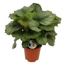 Calathea 'Orbifolia', In 27cm-pot