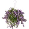 Campanula Addenda, In 27cm-hangpot -Exporteren Tuin Helper Winkel campanula addenda in 27cm hangpot 1000x1000 625ecc0a4bfff l