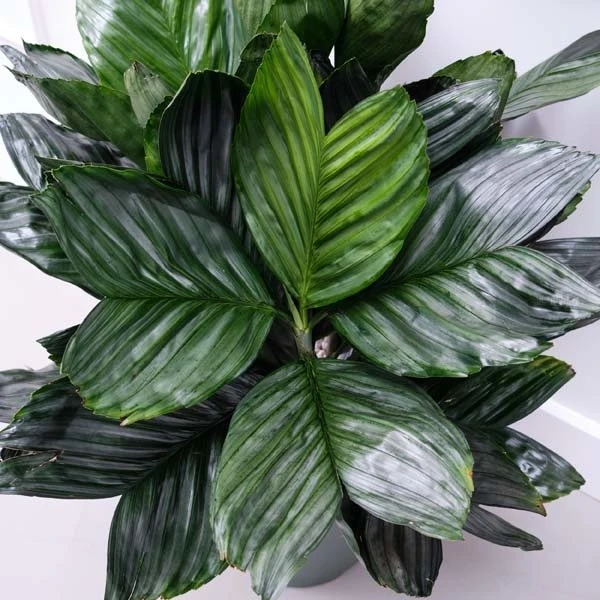 Chamaedorea Metallica, In 27cm-pot 4 Chamaedorea Metallica, In 27cm-pot - Afbeelding 2