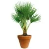 Chamaerops Palm 90cm Hoog, In 24cm-pot 2 Chamaerops Palm 90cm Hoog, In 24cm-pot -Exporteren Tuin Helper Winkel chamaerops palm 90cm hoog in 24cm pot 1000x1000 625410ac5d8c3 l