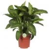 Dieffenbachia 'Reeva', In 24cm-pot 75cm Hoog -Exporteren Tuin Helper Winkel dieffenbachia reeva 75cm hoog in 24cm pot 1610309952 l