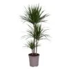 Dracaena Marginata, In 24cm-pot 130cm Hoog -Exporteren Tuin Helper Winkel dracaena marginata 130cm hoog in 24cm pot 1612370336 l