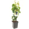 Druivenstruik (Vitis Vin. Muscat Blue - Draagbeuge), In Pot -Exporteren Tuin Helper Winkel druif vitis vin muscat blue draagbeuge 1500x1500 623c769f16dee l