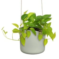 Elho B.for Swing 18 Cm Groen -Exporteren Tuin Helper Winkel elho b for swing 18 cm groen 1000x1000 64aebb4969b30 l