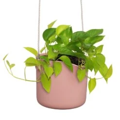 Elho B.for Swing 18 Cm Roze -Exporteren Tuin Helper Winkel elho b for swing 18 cm roze 1000x1000 64aebb42ab8da l
