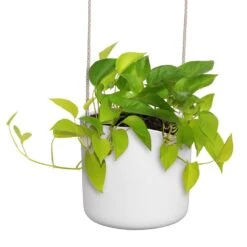 Elho B.for Swing 18 Cm Wit -Exporteren Tuin Helper Winkel elho b for swing 18 cm wit 1000x1000 64aebb3f9a17d l