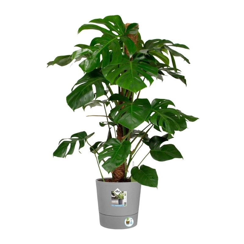 Elho Bloempot Greensense Aqua Care Rond 30cm Grijs 4 Elho Bloempot Greensense Aqua Care Rond 30cm Grijs - Afbeelding 2