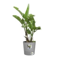Elho Bloempot Greensense Aqua Care Rond 30cm Grijs 11 Elho Bloempot Greensense Aqua Care Rond 30cm Grijs -Exporteren Tuin Helper Winkel elho bloempot greensense aqua care rond 30cm grijs 800x800 620e3d8d4dd6d l
