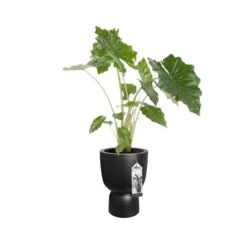 Elho Bloempot Pure Coupe 35cm Zwart -Exporteren Tuin Helper Winkel elho bloempot pure coupe 35cm zwart 800x800 620e3cf6e1b6b l