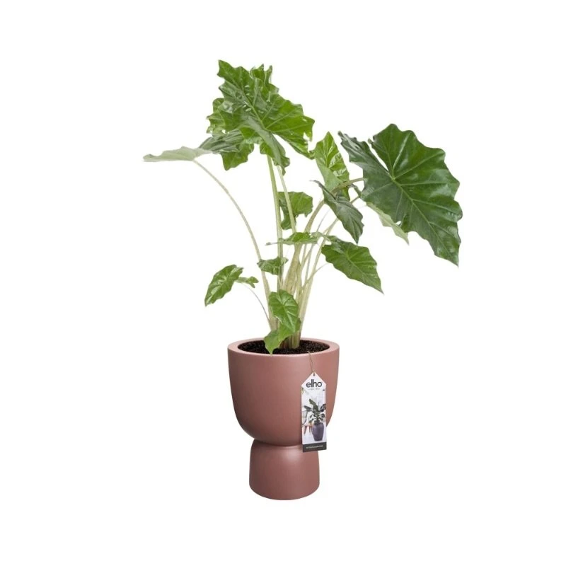 Elho Bloempot Pure Coupe 41cm Bruin 4 Elho Bloempot Pure Coupe 41cm Bruin - Afbeelding 2