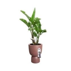 Elho Bloempot Pure Coupe 41cm Bruin 11 Elho Bloempot Pure Coupe 41cm Bruin -Exporteren Tuin Helper Winkel elho bloempot pure coupe 41cm bruin 800x800 620e3d152b3ac l