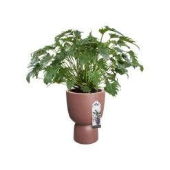 Elho Bloempot Pure Coupe 41cm Bruin 12 Elho Bloempot Pure Coupe 41cm Bruin -Exporteren Tuin Helper Winkel elho bloempot pure coupe 41cm bruin 800x800 620e3d15a7f99 l