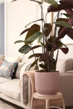 Elho Bloempot Vibes Fold Rond 30cm Roze -Exporteren Tuin Helper Winkel elho bloempot vibes fold rond 30cm roze 534x800 620e3ce1f0c6b l