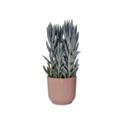 Elho Bloempot Vibes Fold Rond 30cm Roze -Exporteren Tuin Helper Winkel elho bloempot vibes fold rond 30cm roze 800x800 620e3ce13aac2 l