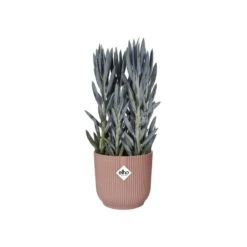Elho Bloempot Vibes Fold Rond 30cm Roze -Exporteren Tuin Helper Winkel elho bloempot vibes fold rond 30cm roze 800x800 620e3ce175f4e l