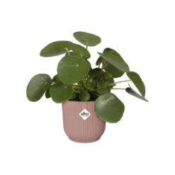 Elho Bloempot Vibes Fold Rond Wielen 35cm Roze -Exporteren Tuin Helper Winkel elho bloempot vibes fold rond wielen 35cm roze 800x800 620e3d6b471bc l