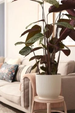 Elho Bloempot Vibes Fold Rond Wielen 35cm Wit 10 Elho Bloempot Vibes Fold Rond Wielen 35cm Wit -Exporteren Tuin Helper Winkel elho bloempot vibes fold rond wielen 35cm wit 534x800 620e3d6e0e0f8 l