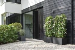 Elho Plantenbak Vivo Next Vierkant 40cm Zwart