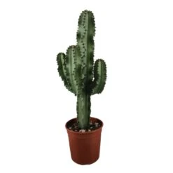 Euphorbia Ingens, In 19cm-pot
